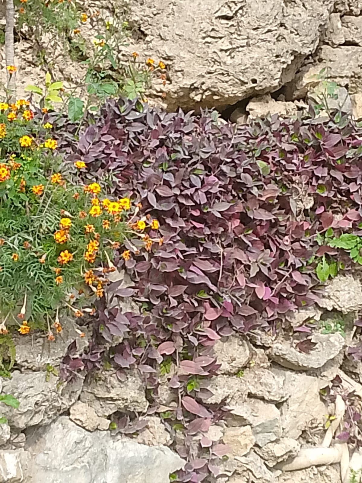 Shah Allah Dita-20.jpg